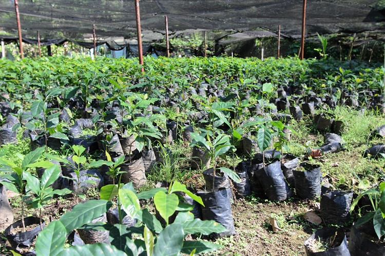Kávová plantáž