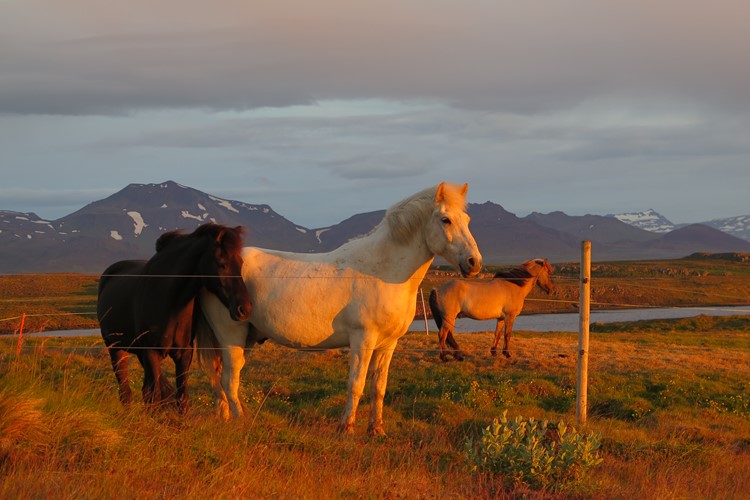 islandský kůň