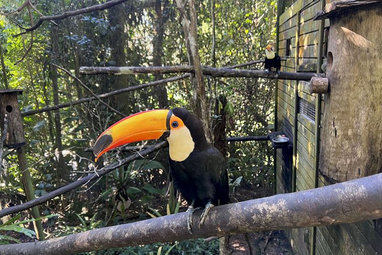 Guadeloupe - tukan ve zvířecím parku