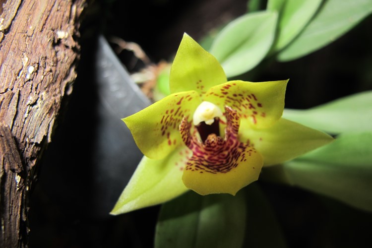 orchideová zahrada (3)