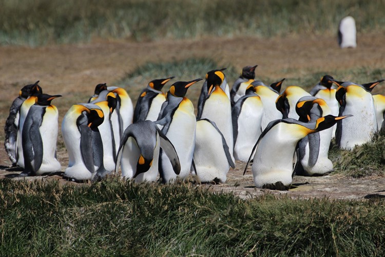Parque Pinguino Rey - tučňák patagonský
