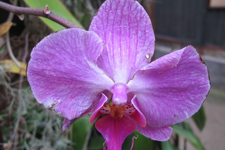 orchideová zahrada