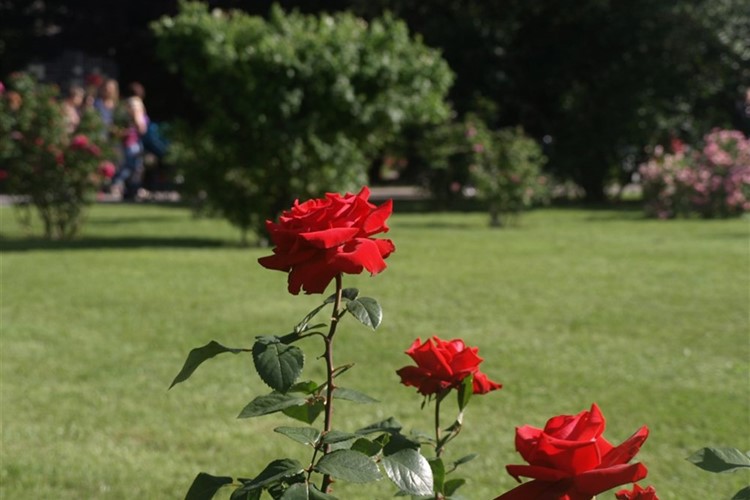 Baden - Růžová zahrada