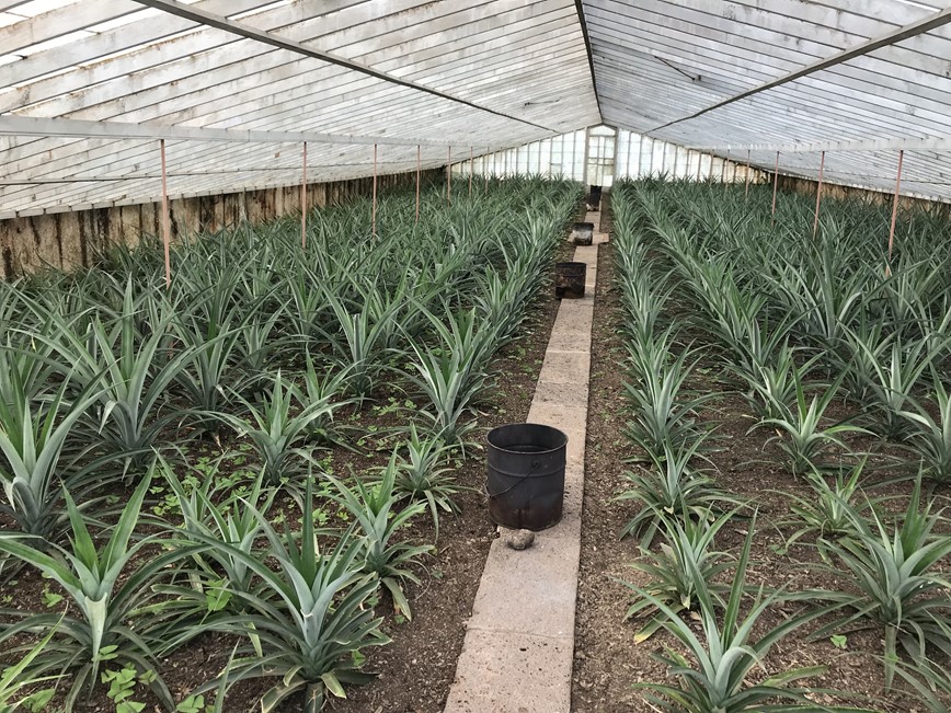 Sao Miguel - ananasové plantáže