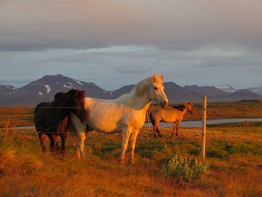 islandský kůň