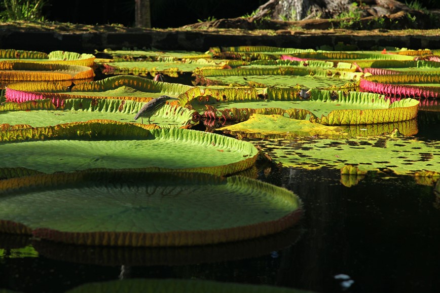 Mauritius - botanická zahrada v Pamplemousses