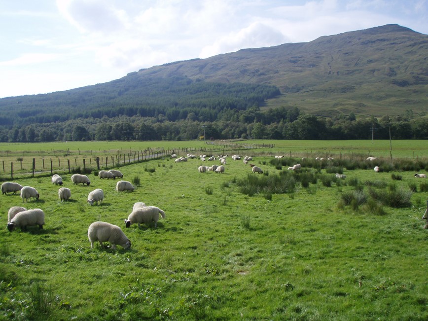 ovce kus před Tyndrum